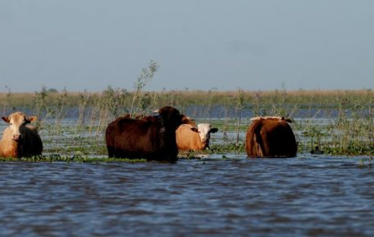 Productores correntinos, en emergencia: Por las lluvias murieron 50 mil animales