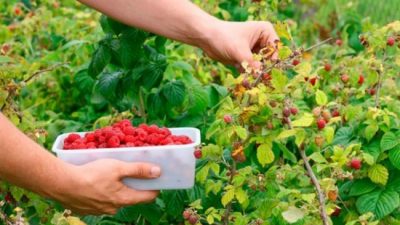 El Bolsón quiere comercializar su fruta fina en los Emiratos Árabes Unidos