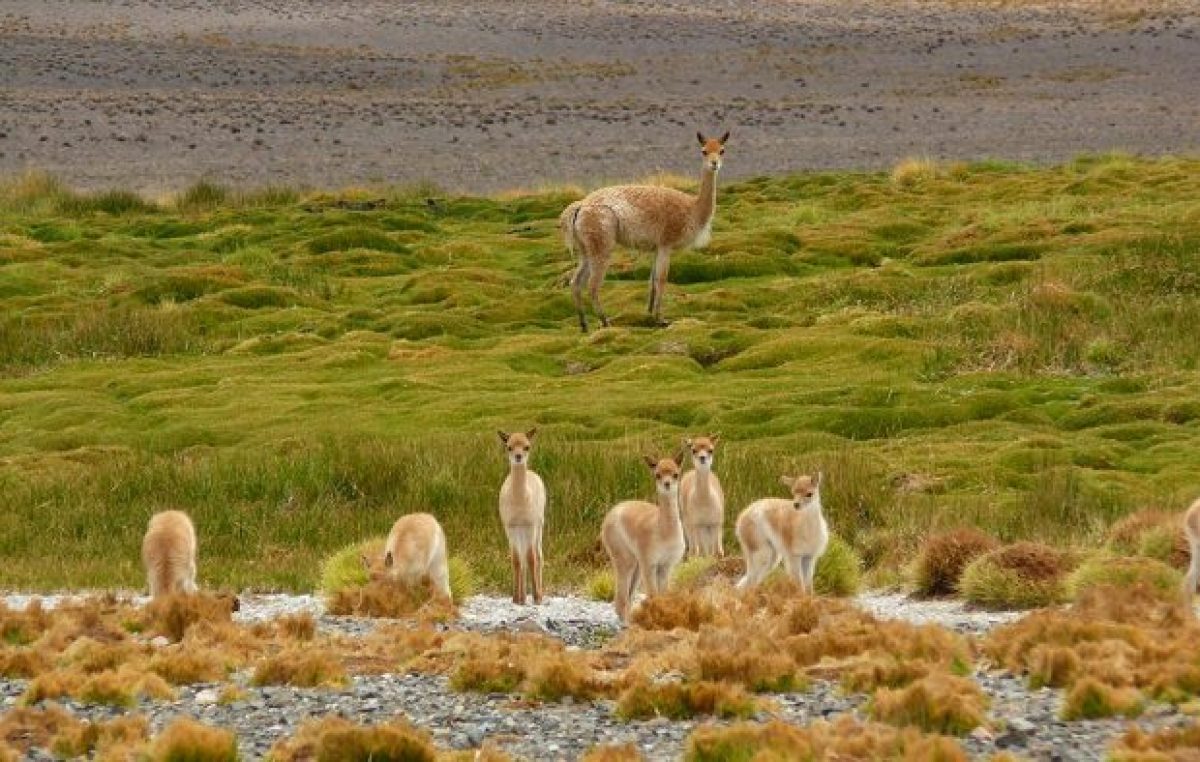 San Guillermo, tierra de vicuñas y guanacos