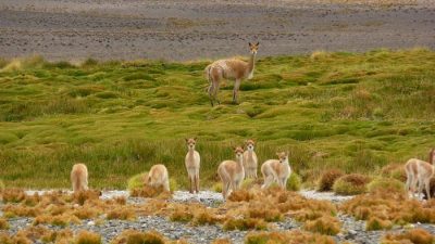 San Guillermo, tierra de vicuñas y guanacos