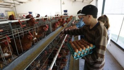 En Ayacucho una escuela agraria abastece de huevos a hogares de ancianos, comedores y hospitales