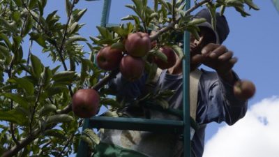 Río Negro: Nación criticó al sector frutícola y recibió duras respuestas