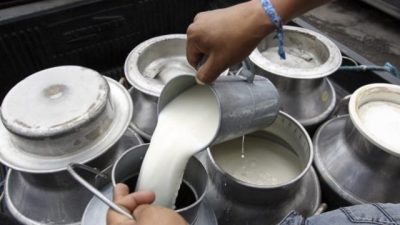Tamberos de San Basilio se unen para producir una leche a bajo costo