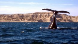 Contrariamente a la opinión ministerial, preocupa la poca actividad turística en la región de Madryn