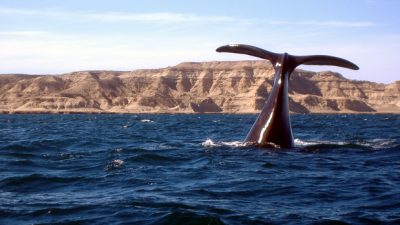 Contrariamente a la opinión ministerial, preocupa la poca actividad turística en la región de Madryn