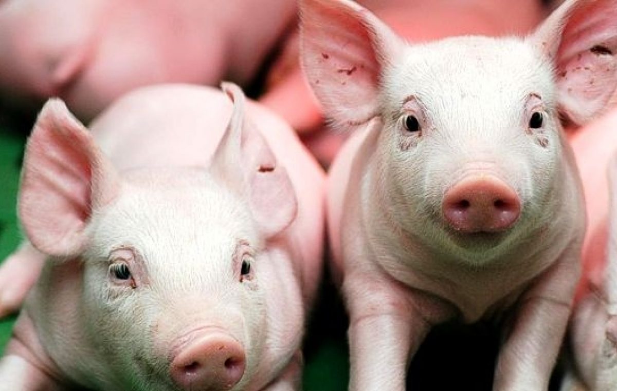 Ganó el lobby de Trump: Argentina importará carne de cerdo de Estados Unidos