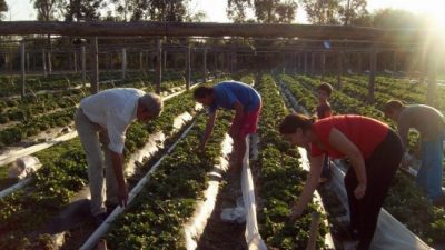 Campo para pocos: el Gobierno dejó sin ayuda a miles de pequeños productores rurales