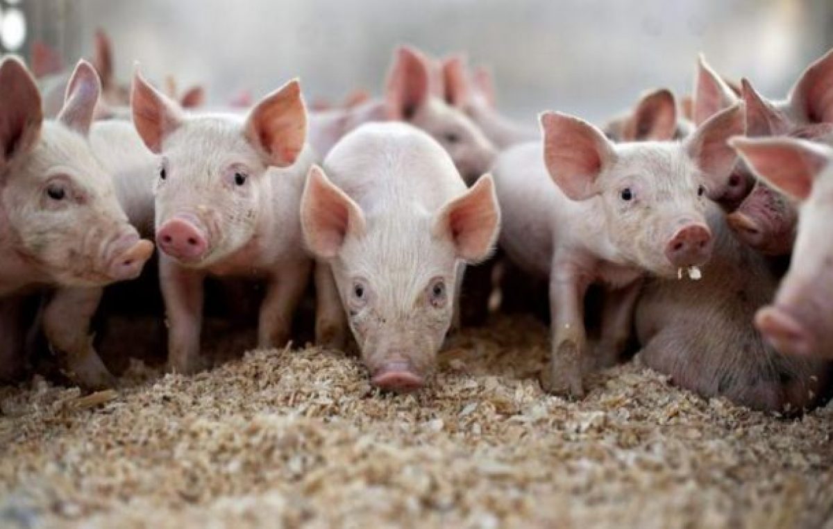 Productores porcinos piden auxilio a las provincias para evitar la importación de cerdos
