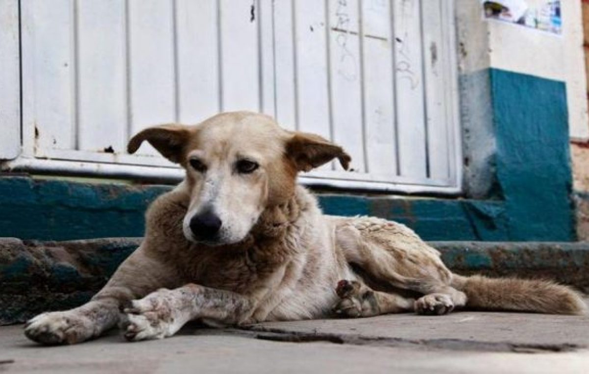 Rivadavia: Proponen que quienes adopten perros callejeros paguen menos impuesto municipal