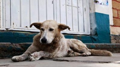 Rivadavia: Proponen que quienes adopten perros callejeros paguen menos impuesto municipal