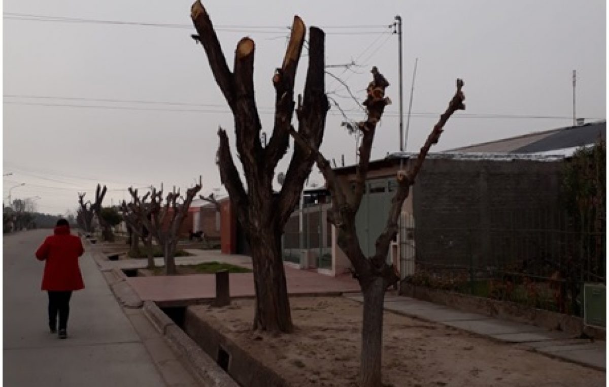 La multa al intendente de Junín por dañar más de 2700 árboles quedó en veremos
