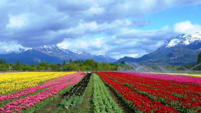 Un pueblo con aroma a tulipán en el sur argentino