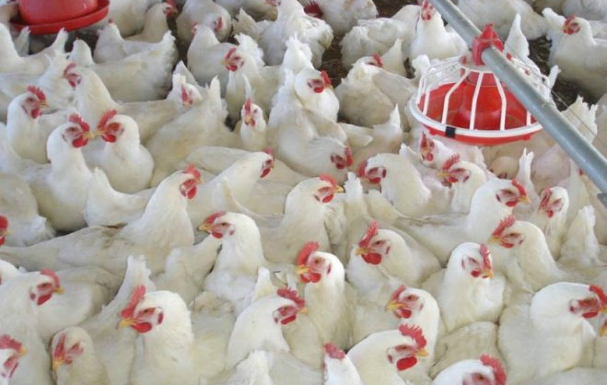 Los costos y la pérdida de competitividad jaquean a la avicultura
