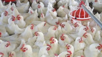 Los costos y la pérdida de competitividad jaquean a la avicultura