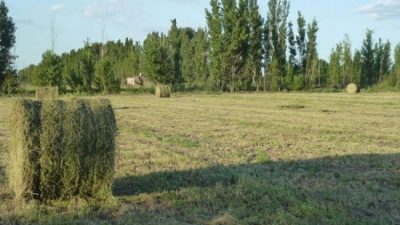 Buscan que chacras familiares exporten alfalfa de Río Negro a los Emiratos Árabes