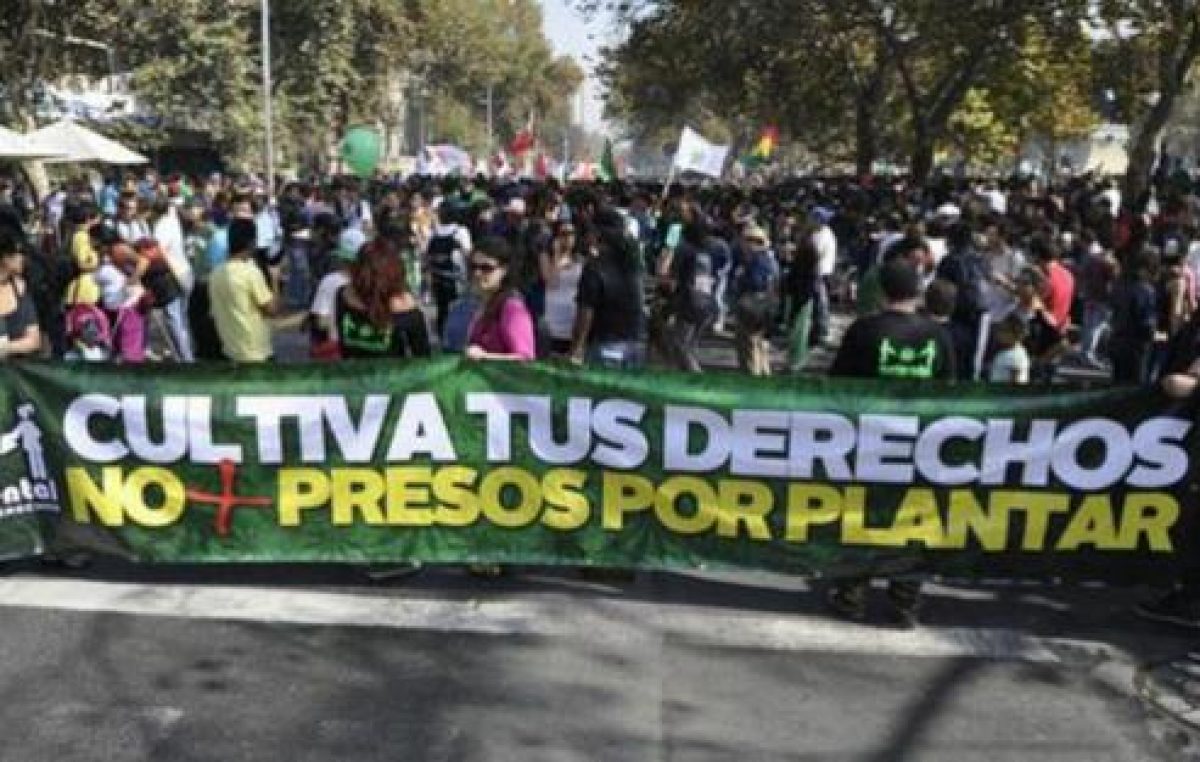 Miles de chilenos marcharon por la regulación del cultivo y uso de cannabis