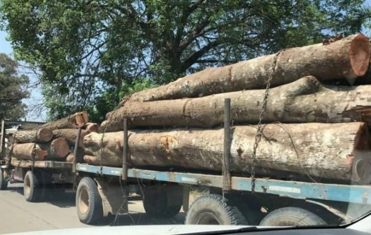 Temor en Vespucio por la deforestación en las serranías