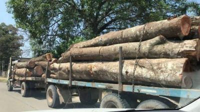 Temor en Vespucio por la deforestación en las serranías