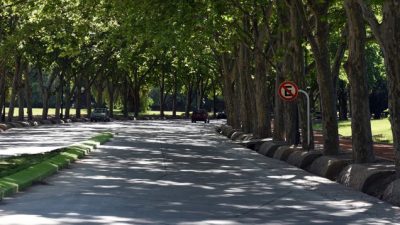 Mendoza: El Unicipio se pone verde, plantarán 25.000 árboles por año