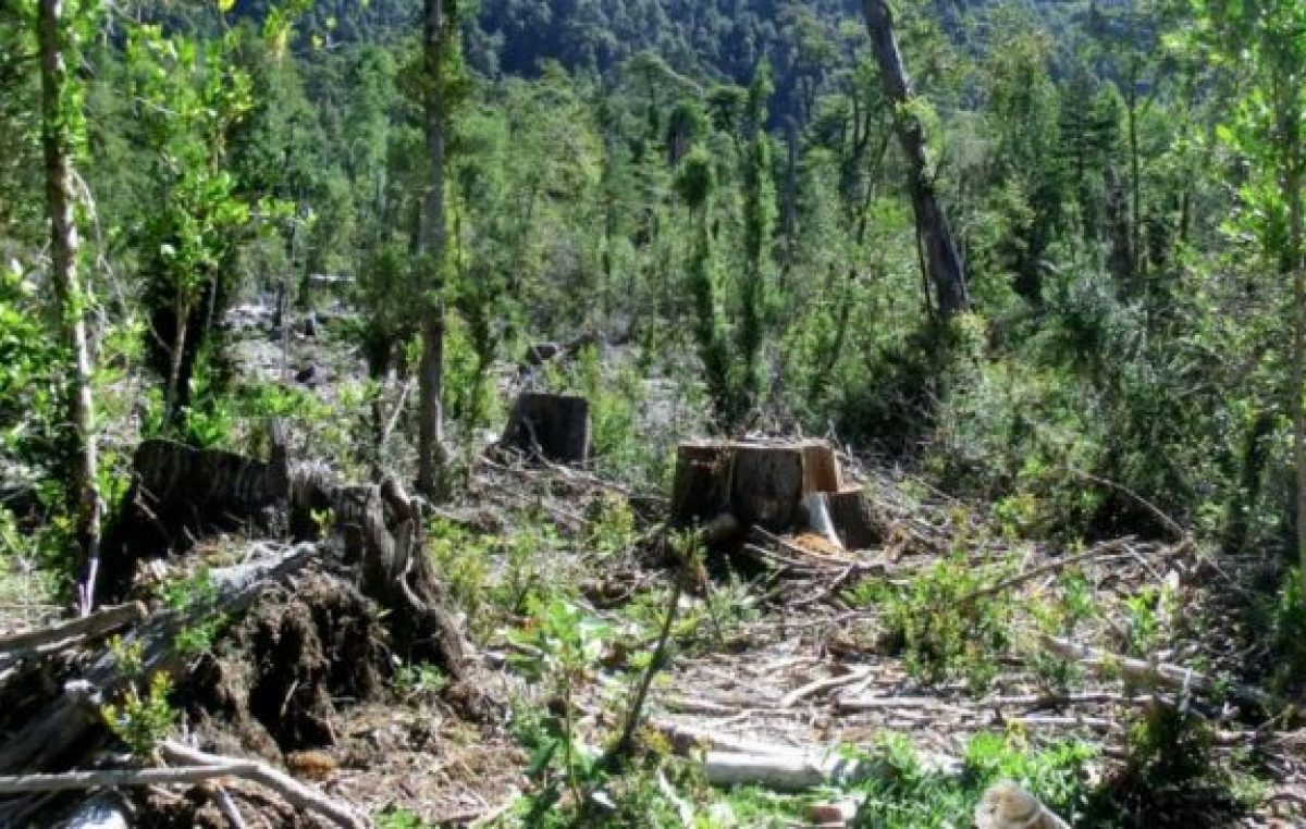 Alerta por la deforestación de la Amazonia