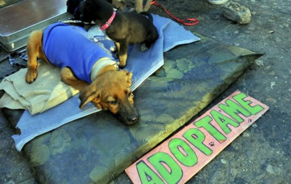 Descuentos en impuestos municipales para quienes adopten mascotas en Anisacate
