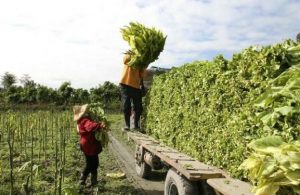Intercosecha en Valle de Lerma: 7 mil subsidios menos y un drama regional