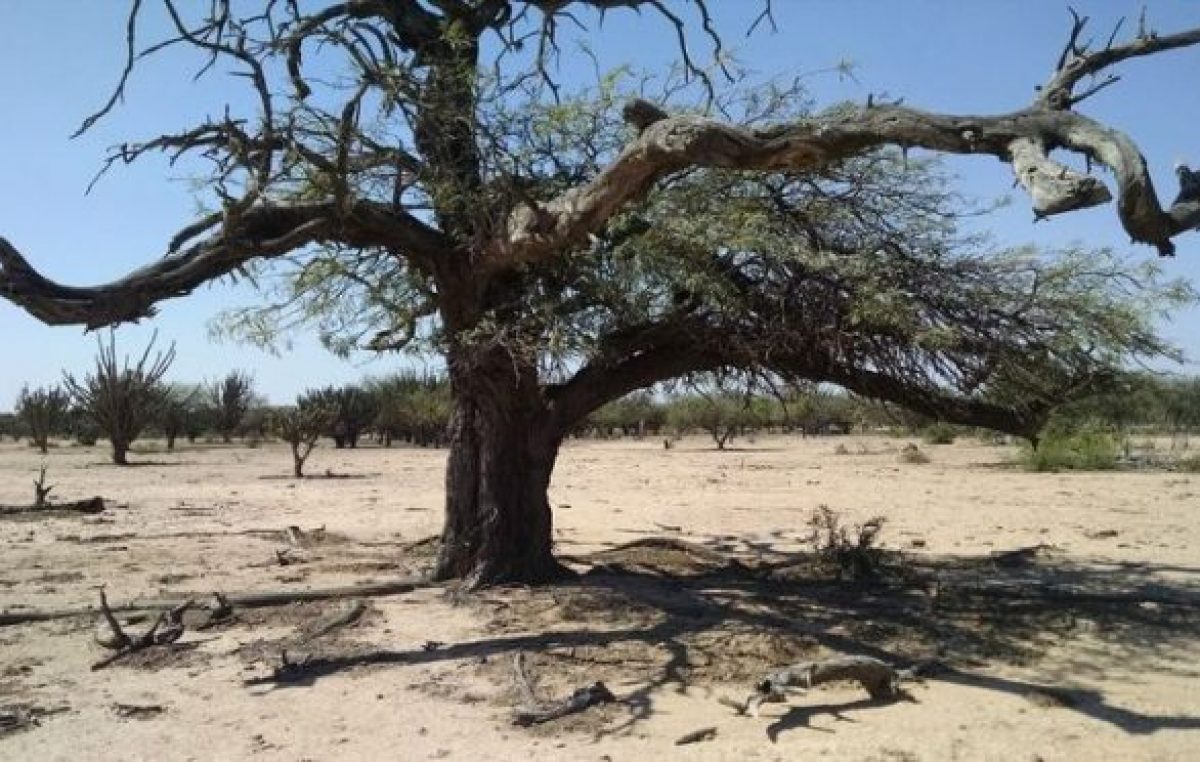 La desertificación condena al Chaco salteño a la pobreza