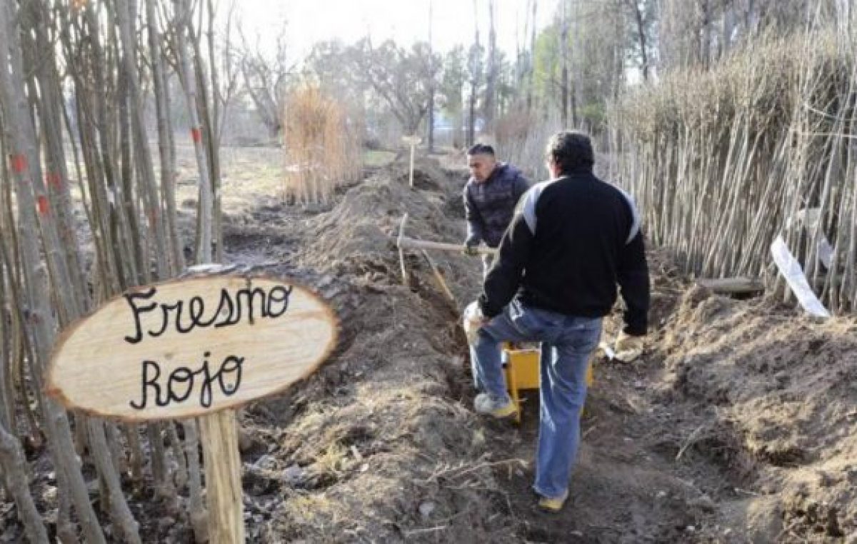 La Muni de Neuquén sale a plantar 4 mil árboles durante todo el mes