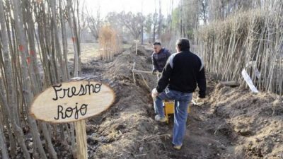 La Muni de Neuquén sale a plantar 4 mil árboles durante todo el mes