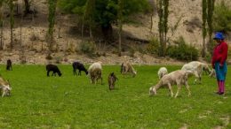 Más de mil pequeños productores salteños se endeudarán sin saberlo