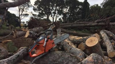 Ecocidio en Tornquist: el intendente taló más de 100 árboles y destruyó patrimonio histórico
