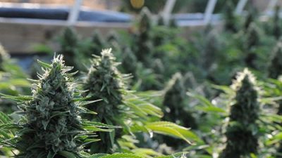 Un municipio bonaerense se prepara para cultivar cannabis con fines medicinales