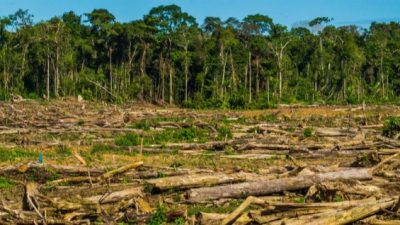 En los últimos 10 años, Entre Ríos perdió unas 135 mil hectáreas por deforestación 