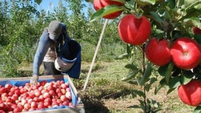 Río Negro: Barrera baja para manzanas y peras
