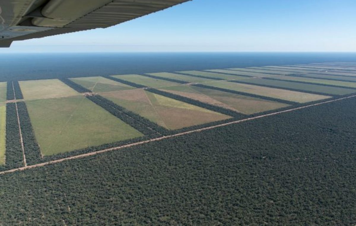 Greenpeace: “Durante 2018, se deforestó ilegalmente el equivalente a dos veces Buenos Aires”