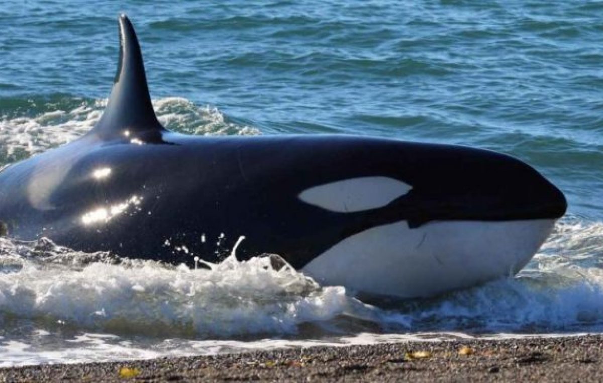 Arranca en Chubut  la temporada  de las orcas