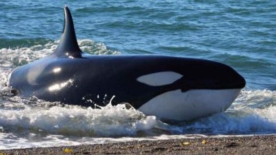 Arranca en Chubut  la temporada  de las orcas