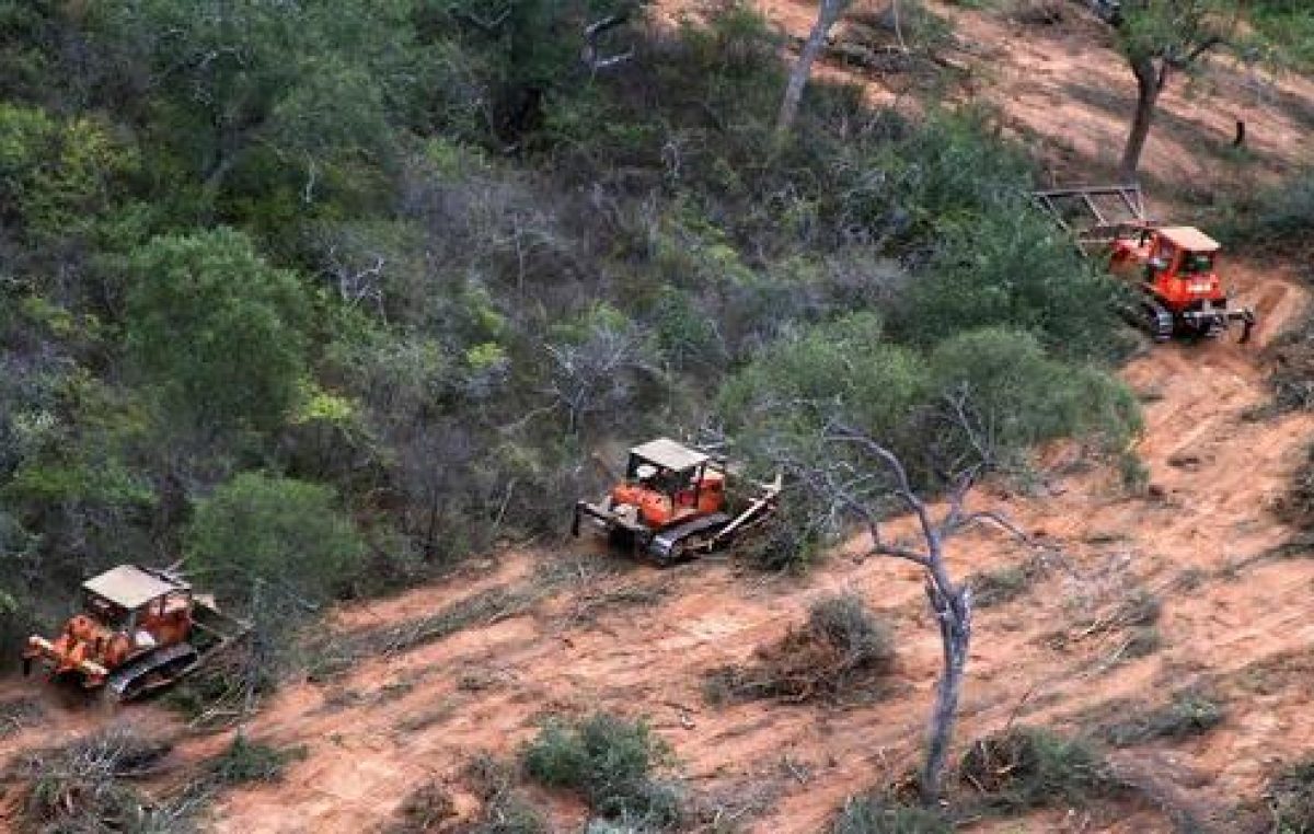 Cerca de 1.000.000 de hectáreas fueron ilegalmente deforestadas en Argentina