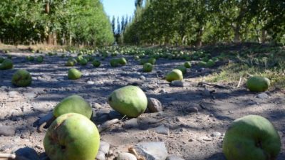 Mar de excusas de la política rionegrina frente al drama de la fruticultura