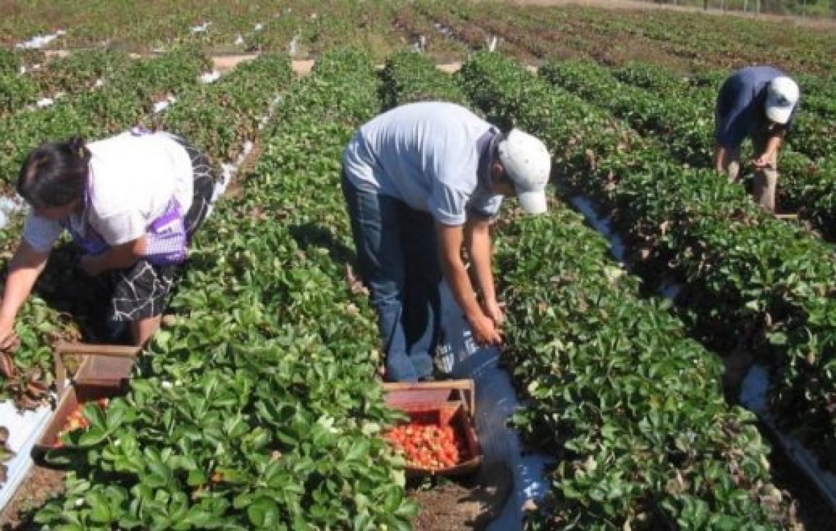 Los datos oficiales que desmienten a Macri respecto al trabajo en el campo