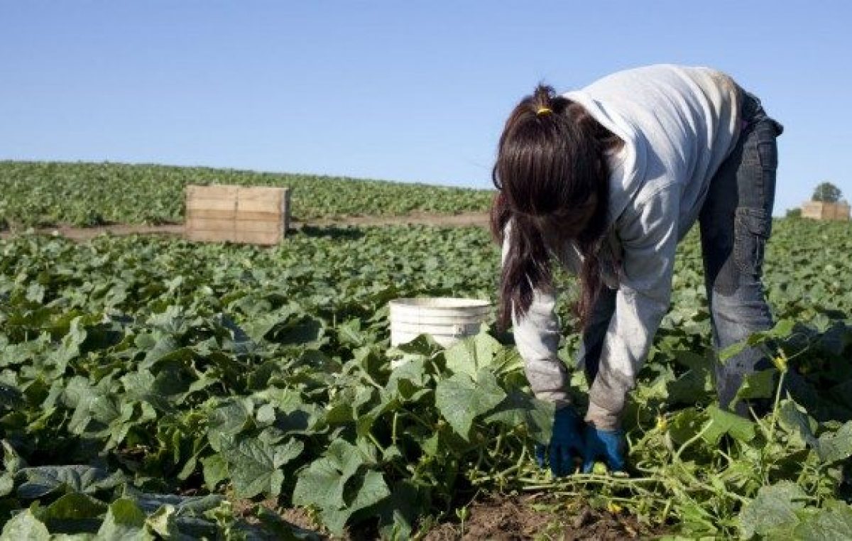 En un año detectaron 62 casos de trabajo infantil en Mendoza y 30% se dan en el agro