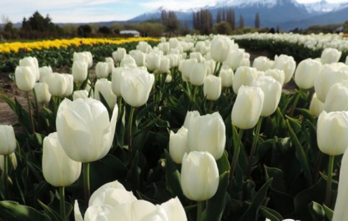 Se viene la época de tulipanes en Trevelin