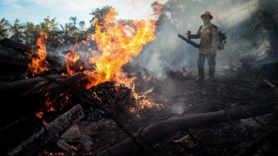 Fuerte crecimiento de la deforestación en la Amazonia