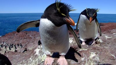 Llegaron los pingüinos de Penacho Amarillo a Puerto Deseado