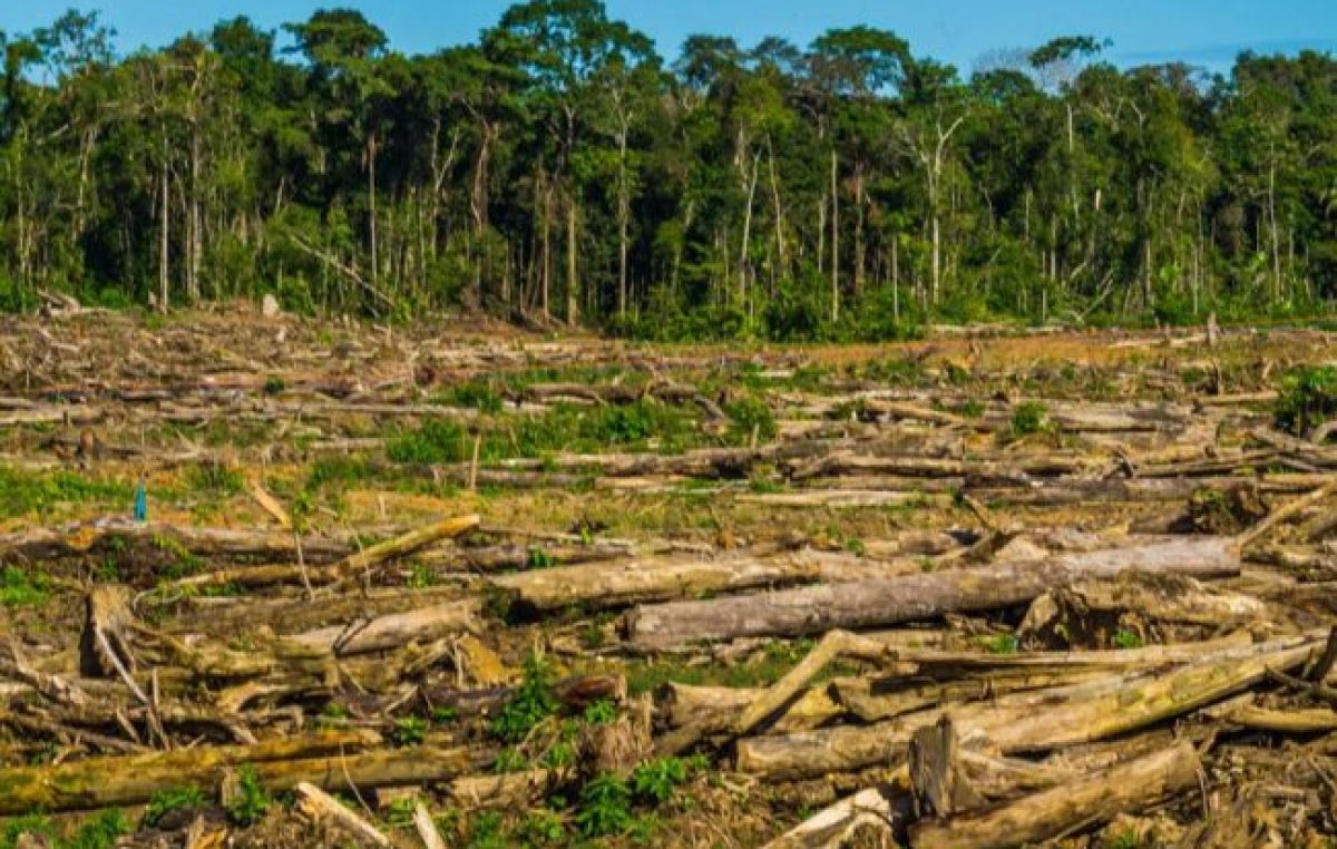 Brasil: record de deforestación en la Amazonia