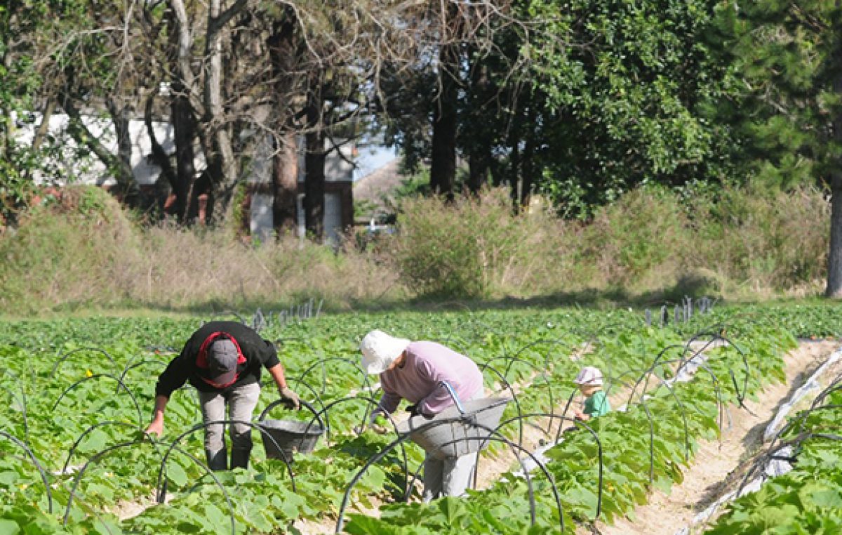 El 80% de la producción frutihortícola del país es de la comunidad boliviana