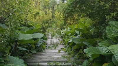 Conurbano verde: conocé las reservas naturales que sobreviven en el área más poblada del país