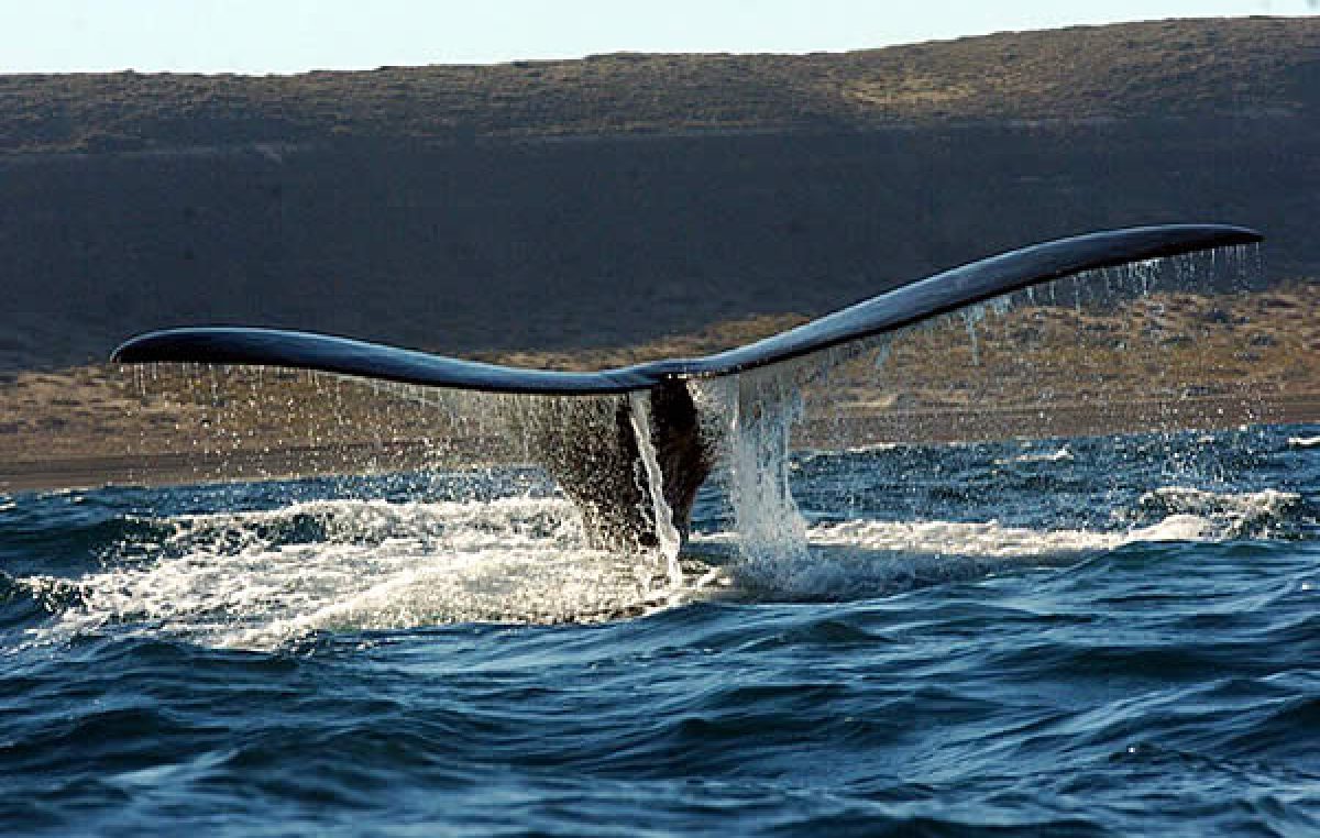 Llegaron las ballenas a Chubut, pero no habrá quién las mire