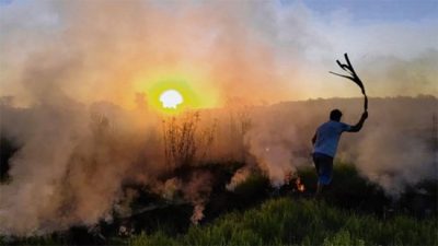 Se quemaron más de 500 mil hectáreas en zona de islas