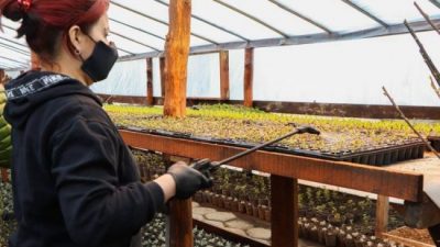 Los viveros municipales de Ushuaia produjeron más de 120 mil plantines y árboles